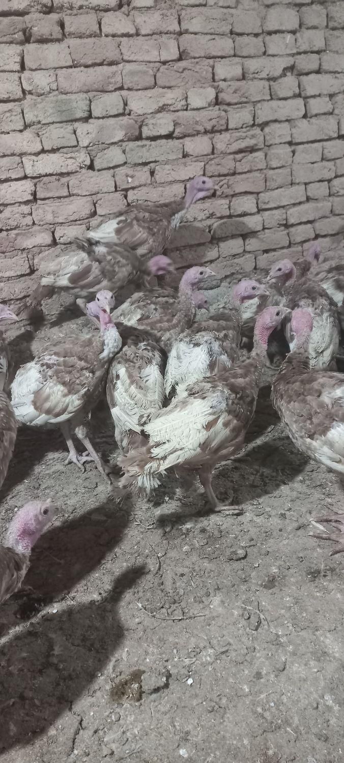 بوقلمون بوربون وارداتی|حیوانات مزرعه|دهگلان, |دیوار