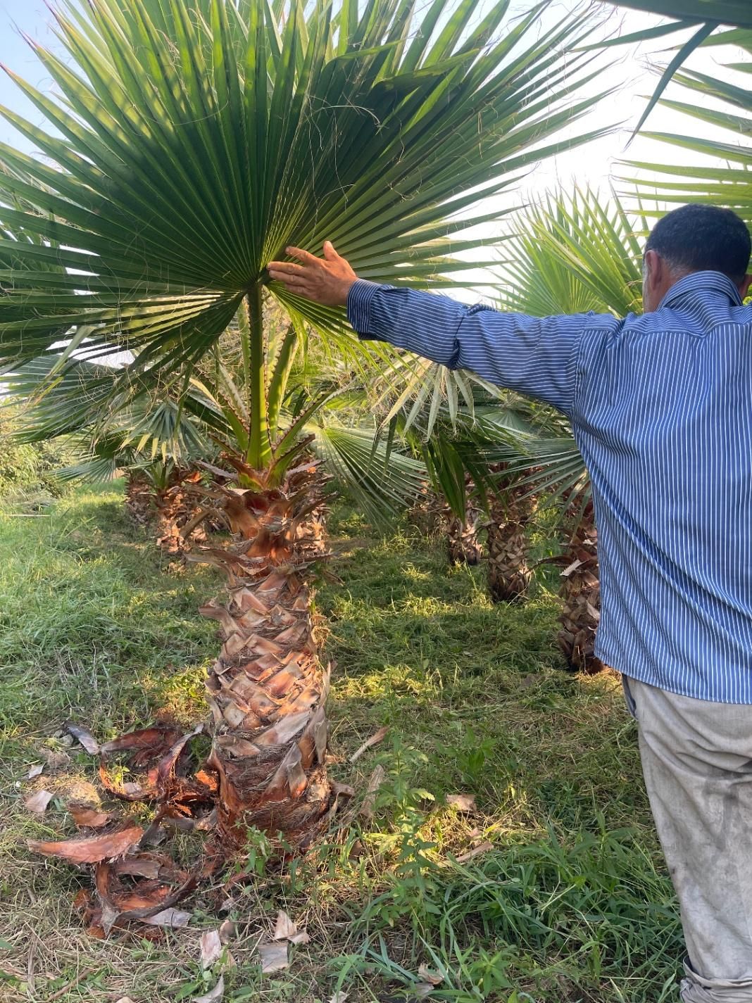 پالم واشنگتن|گل و گیاه طبیعی|آمل, |دیوار