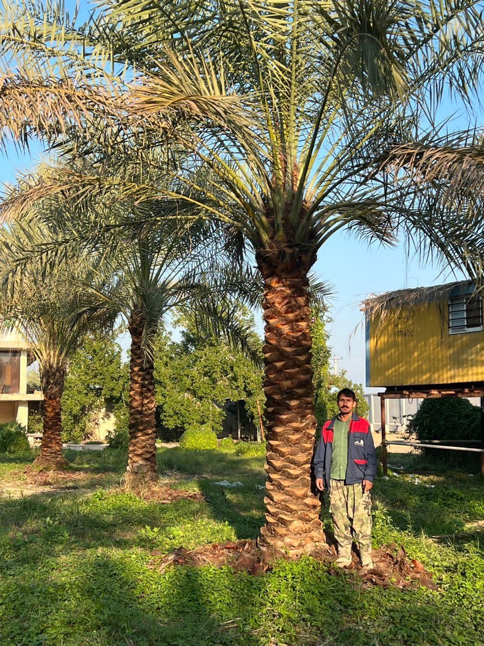 شهر سیرجان لایق زیباترین نخل ها|خدمات باغبانی و درختکاری|سیرجان, |دیوار