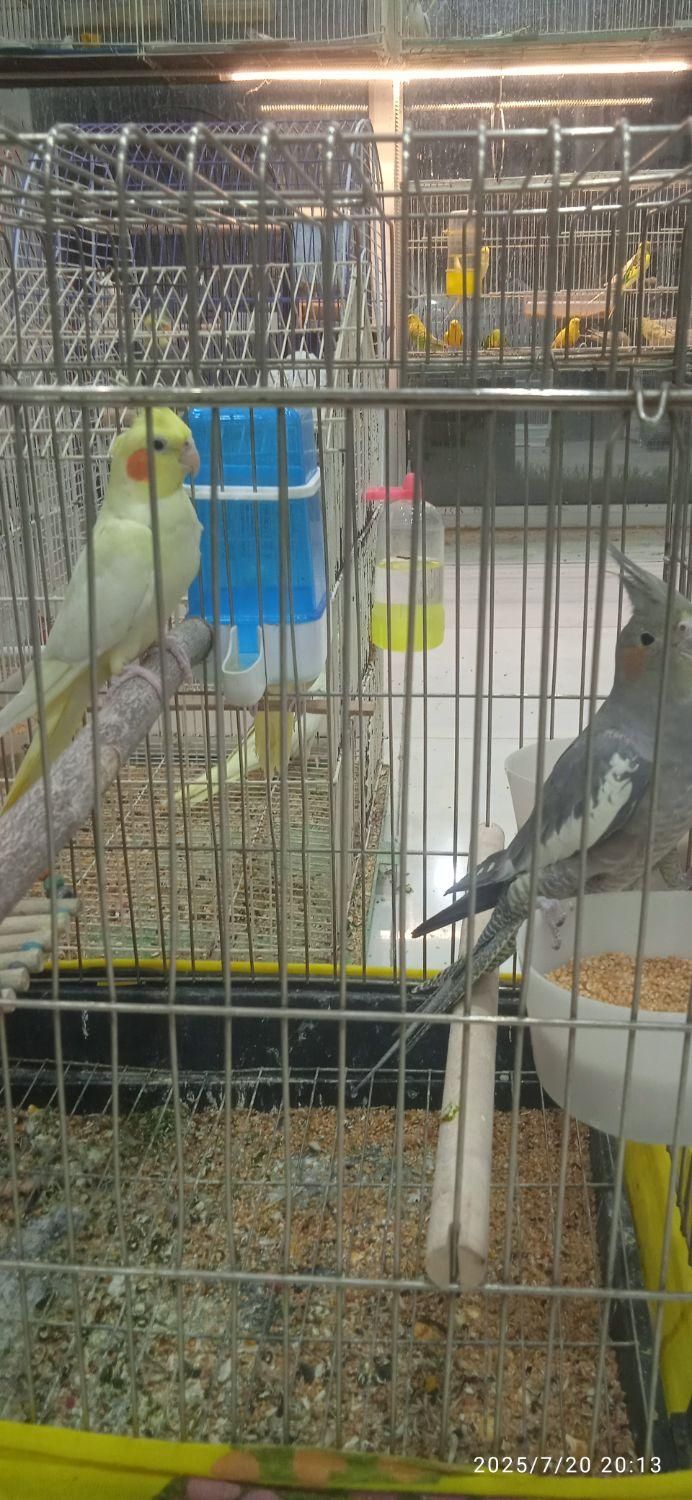 عروس هلندی طوطی فنچ مرغ عشق قناری و کلیه پرندها|پرنده|بوشهر, |دیوار