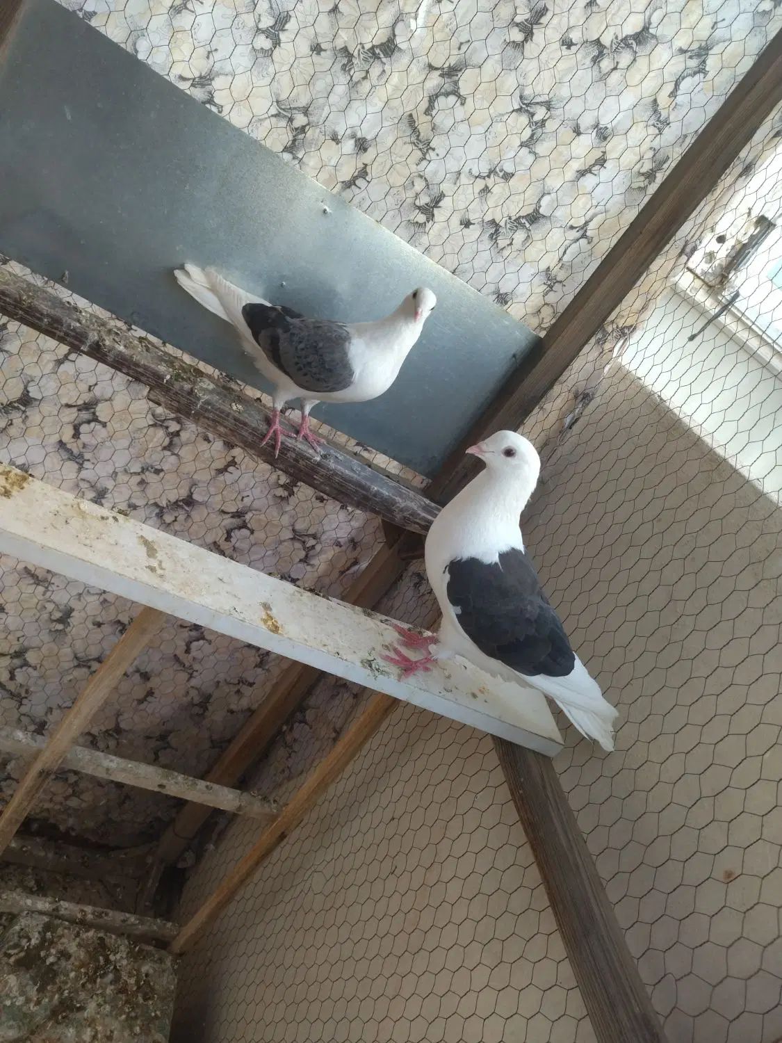 کفتر|پرنده|مشهد, کوی سیدی|دیوار