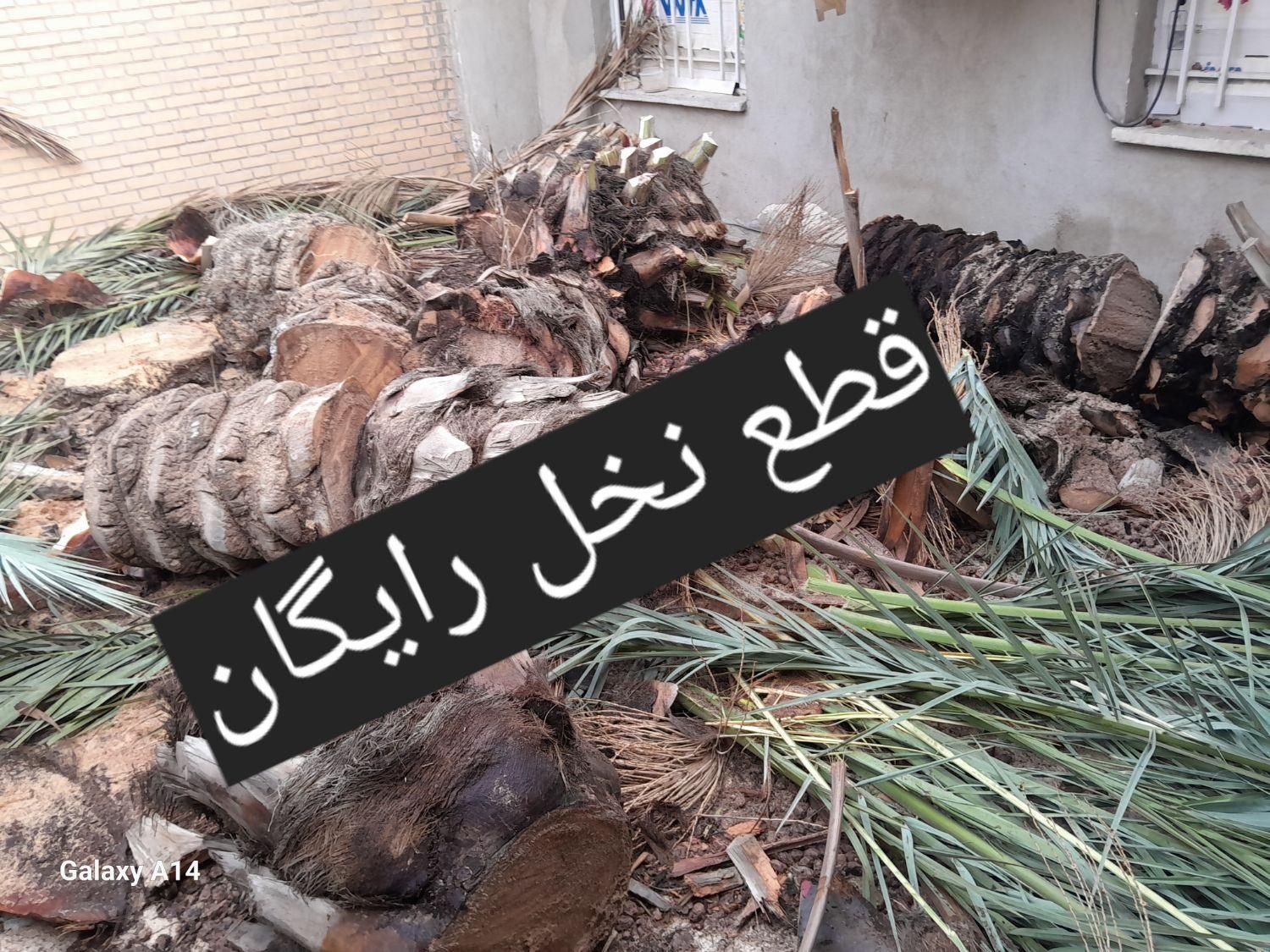 بریدن نخل حرس نخل سمپاشی نخل|خدمات باغبانی و درختکاری|اهواز, نادری|دیوار