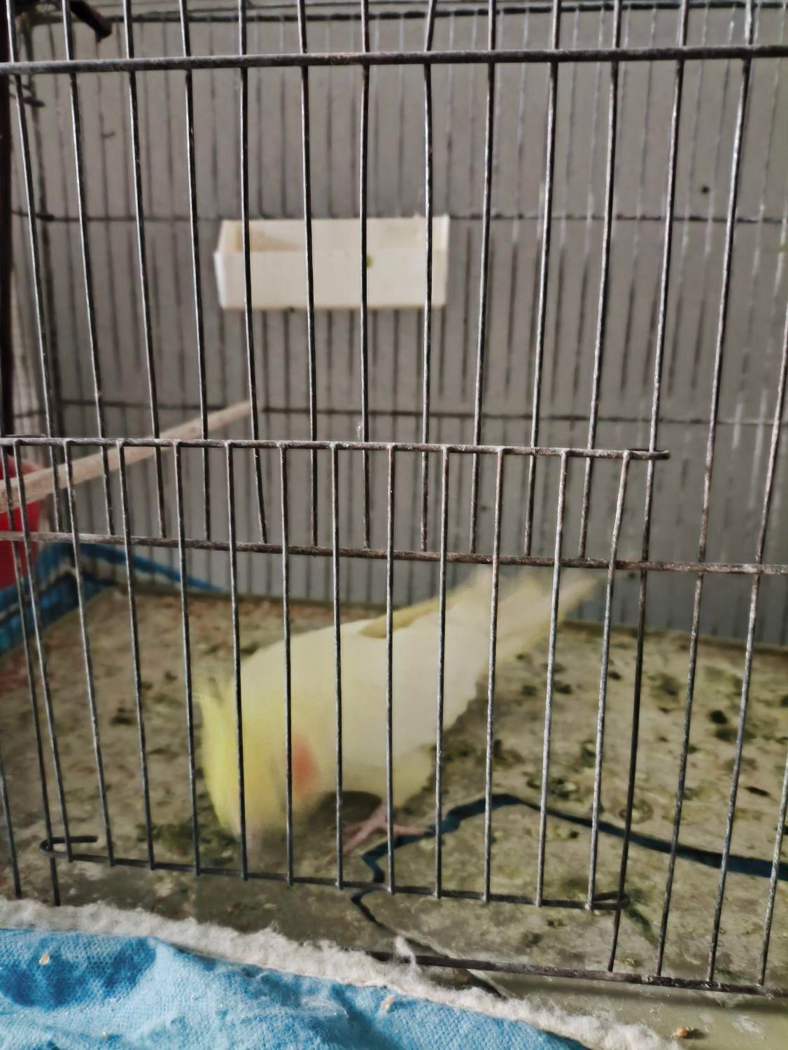 عروس هلندی|پرنده|مینودشت, |دیوار