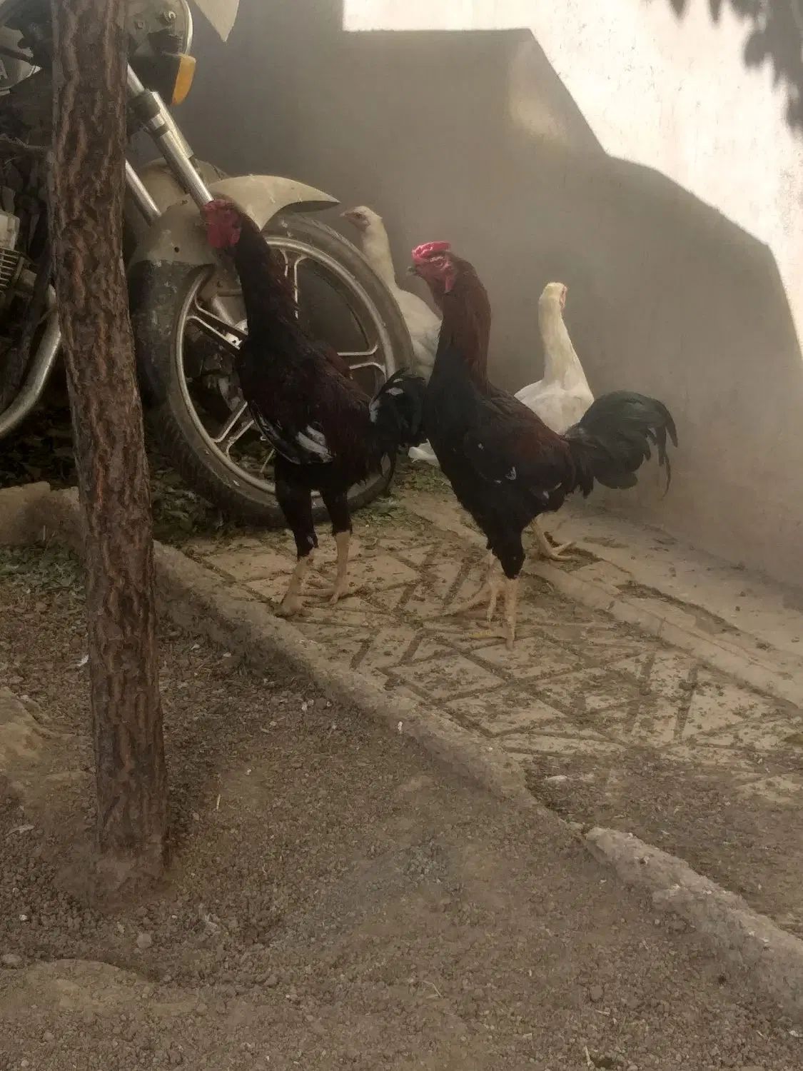 خروس لاری درجه یک پا بلند جنگی پرنده کفتر کبوتر|حیوانات مزرعه|همدان, |دیوار