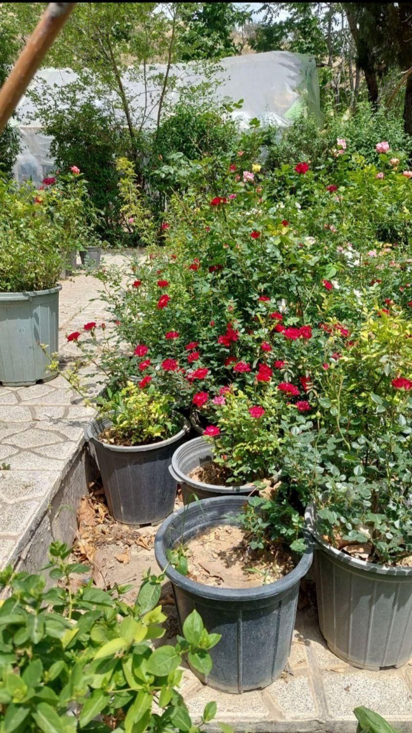 خدمات باغبانی سیار  سرویس درتمام نقاط تهران|خدمات باغبانی و درختکاری|تهران, فاطمی|دیوار