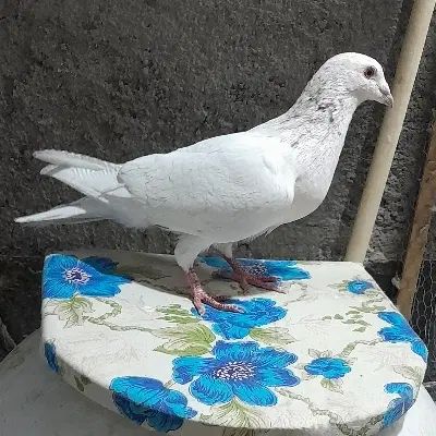 کفتر سار ،زاغ کرمونی ،دم سرخ ،سبز آلمانی، قورگی|پرنده|مشهد, طبرسی شمالی|دیوار