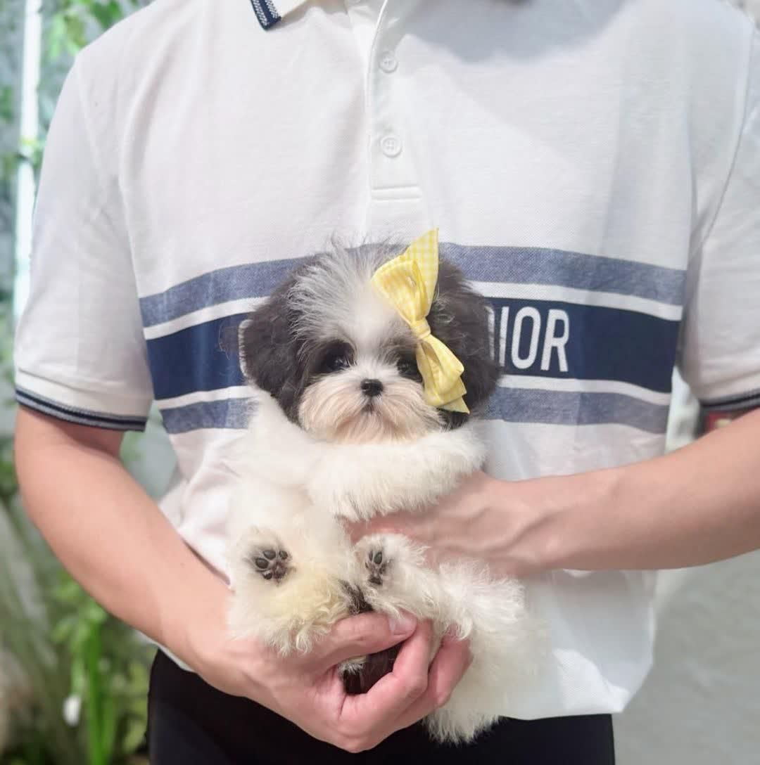 توله سگ آپارتمانی جیبی|سگ|کرج, فاز ۱ مهرشهر|دیوار