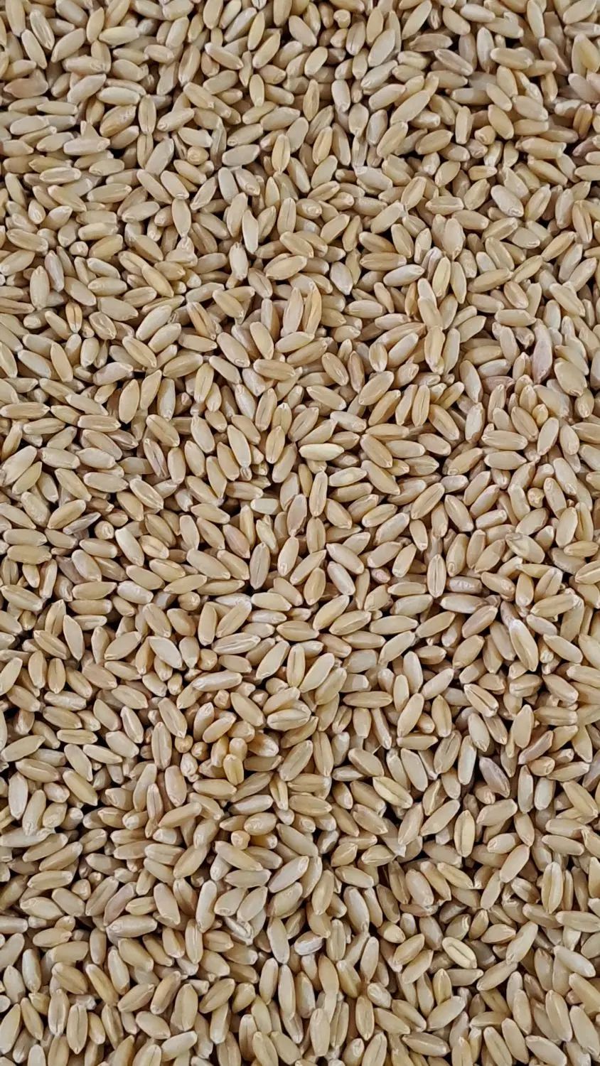 بذر گندم دیم صدارا|خدمات باغبانی و درختکاری|تبریز, |دیوار