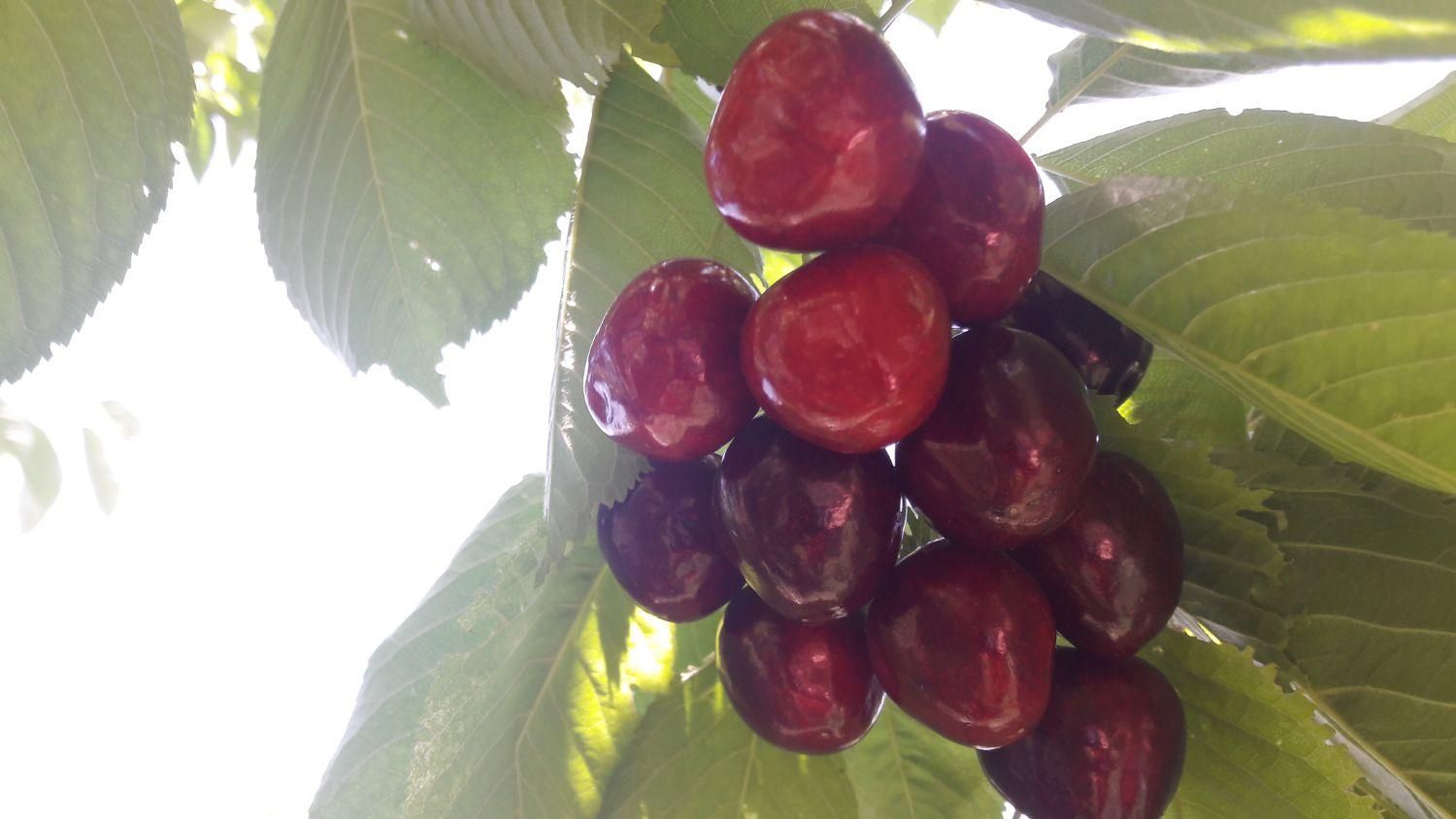 280 متر زمین مسکونی در کوه لوط منطقه بایجان|فروش زمین و ملک کلنگی|گزنک, |دیوار