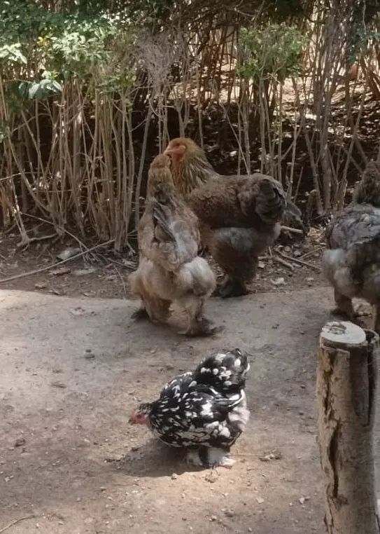 مرغ و خروس زینتی ( برهما + کوشین)|حیوانات مزرعه|اصفهان, خواجو|دیوار
