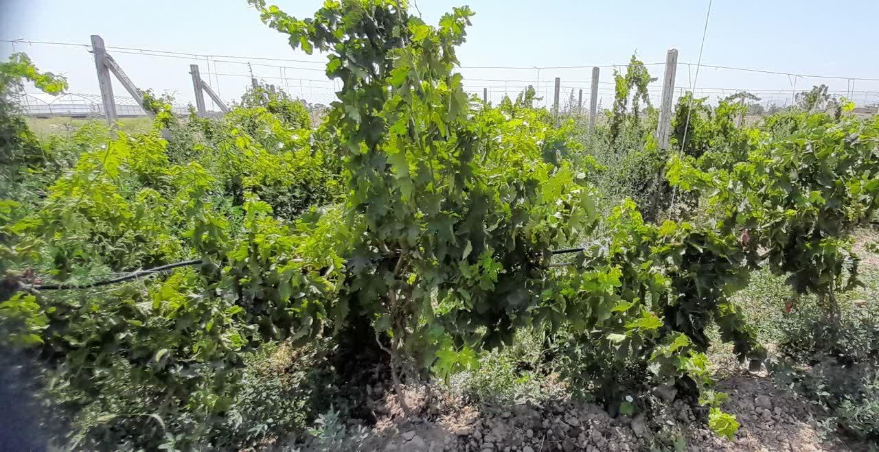 باغ ویلا پنجاه سه هزار متری دو هکتار زعفران|فروش خانه و ویلا|مشهد, هفده شهریور|دیوار