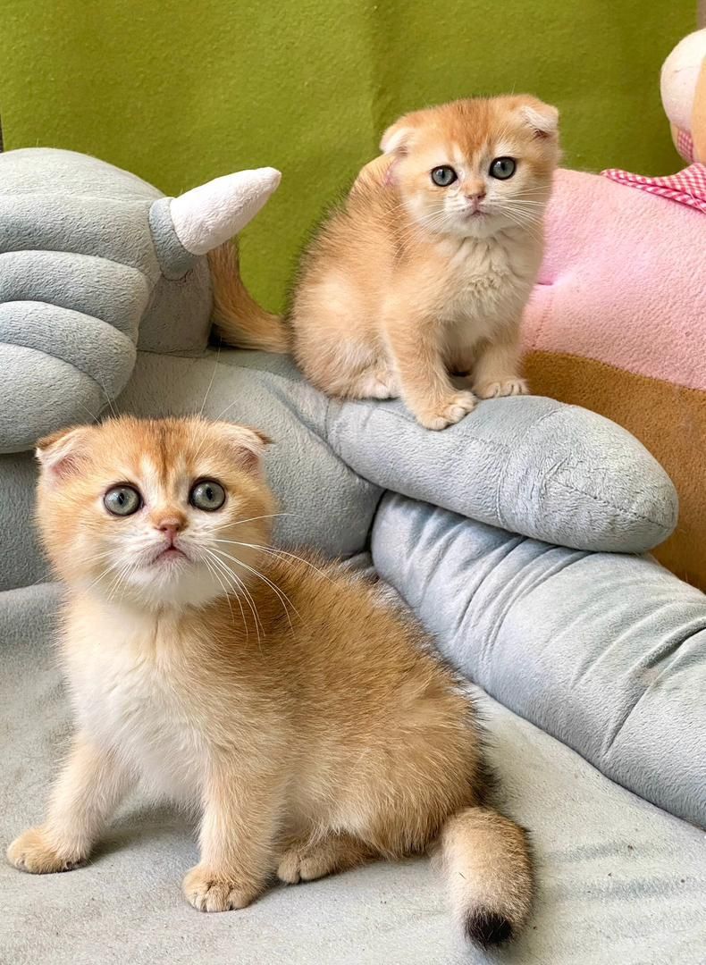 بچه گربه های اسکاتیش بریتیش پرشین iran cats|گربه|قم, آزادگان|دیوار