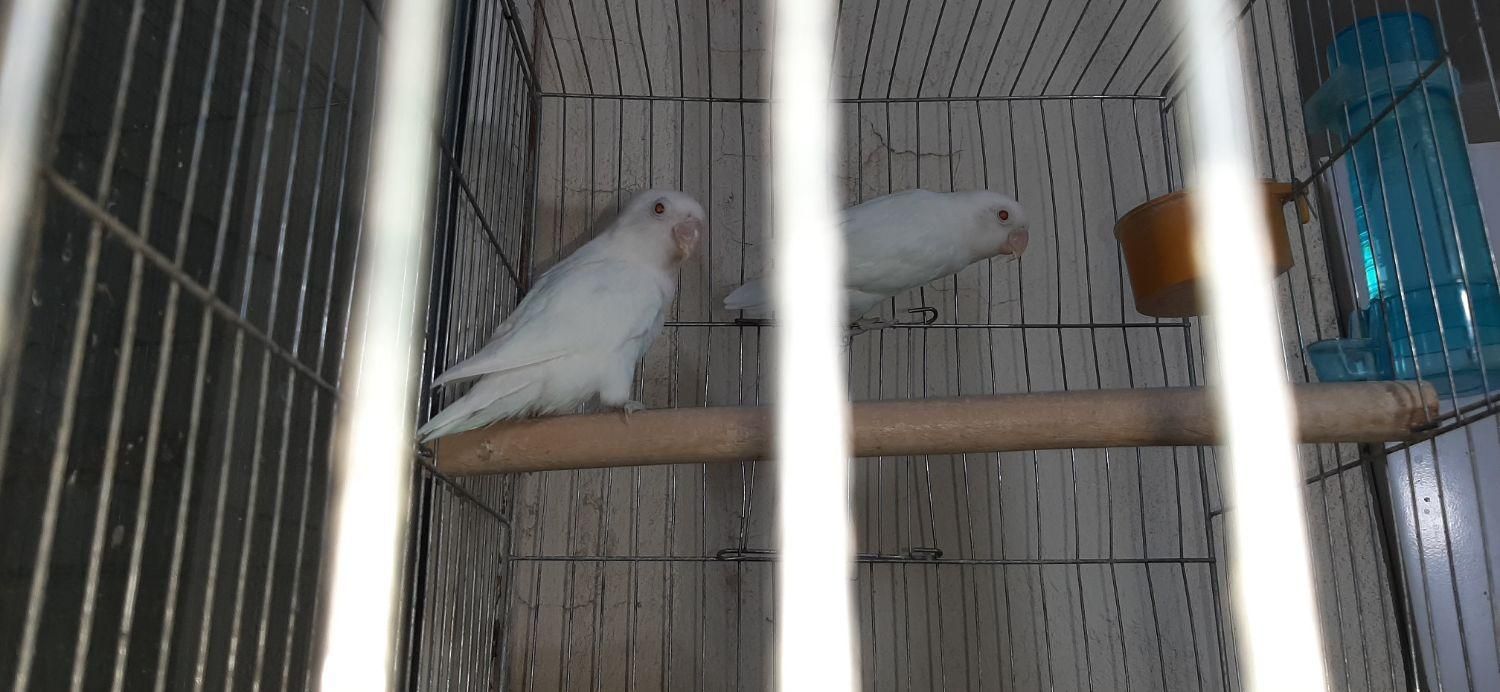 طوطی  برزیلی کتوله مولد|پرنده|فولادشهر, مسکن مهر فولادشهر|دیوار