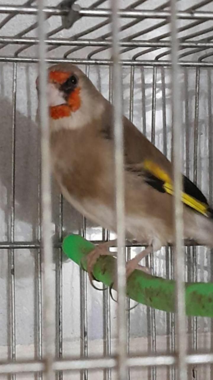 سهره سقا|پرنده|زرند, |دیوار