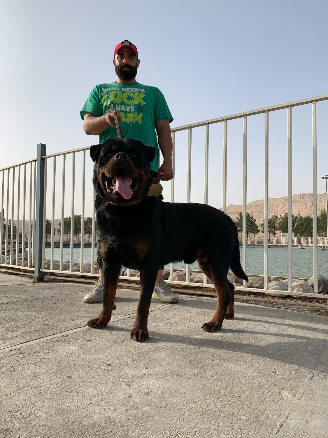 کشش روت وایلر|سگ|تهران, چیتگر جنوبی|دیوار