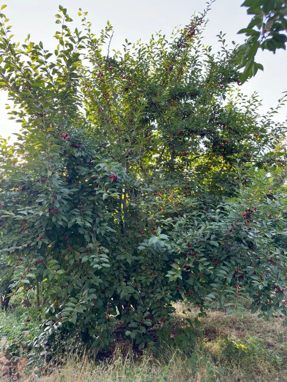 باغ چهار دیواری در محدوده شهری مهستان تهاتر|فروش زمین و ملک کلنگی|هشتگرد, کوشک زر|دیوار