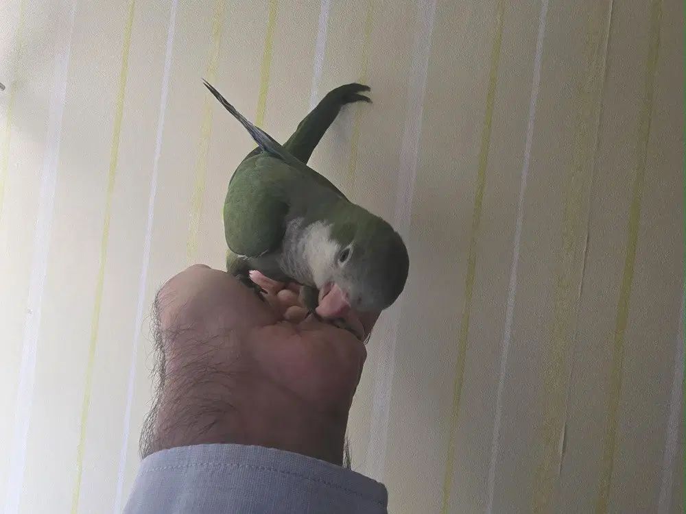 طوطی راهب(کواکر)|پرنده|مشهد, هفت تیر (حافظ)|دیوار