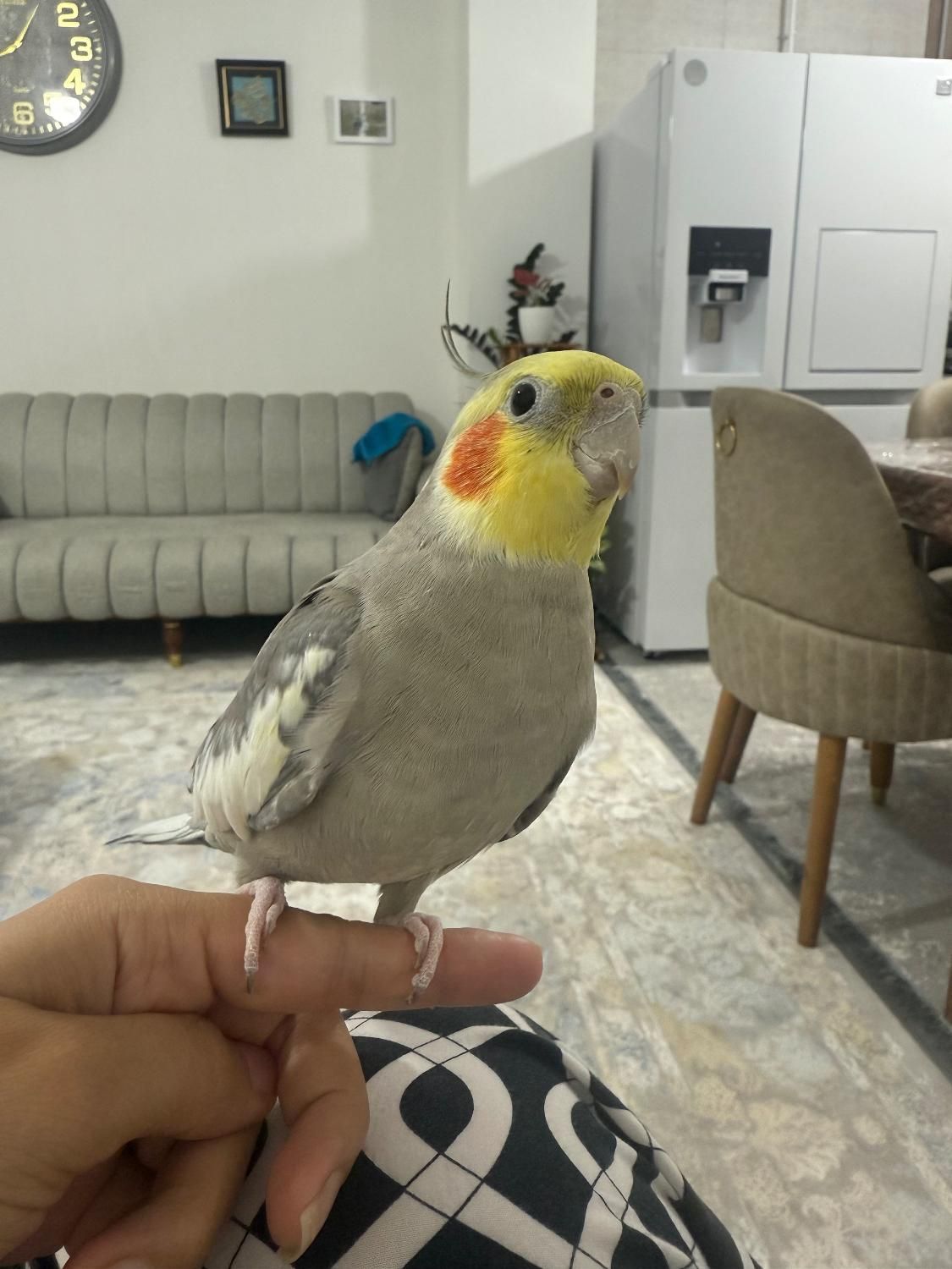 عروس هلندی مولد سخنگو|پرنده|رودسر, |دیوار