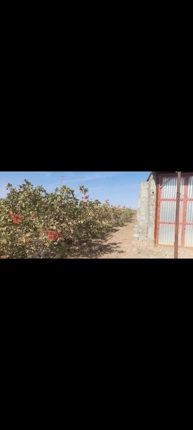 زمین پسته ای،جهت استعلام قیمت پیام بگذارید|فروش دفتر صنعتی، کشاورزی، تجاری|بافق, |دیوار