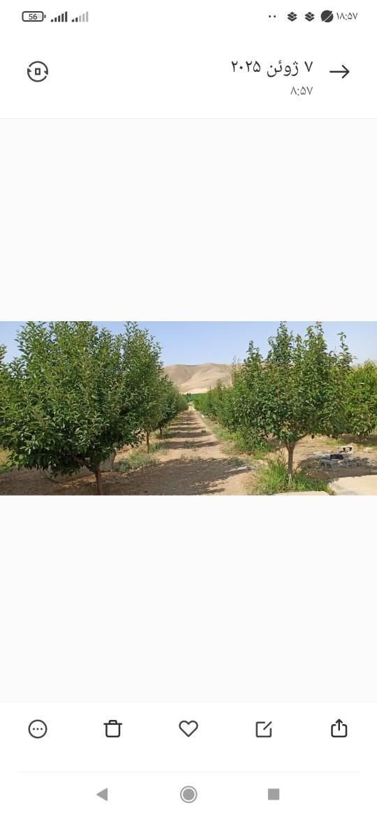 فروش باغ|فروش خانه و ویلا|کنگاور, |دیوار