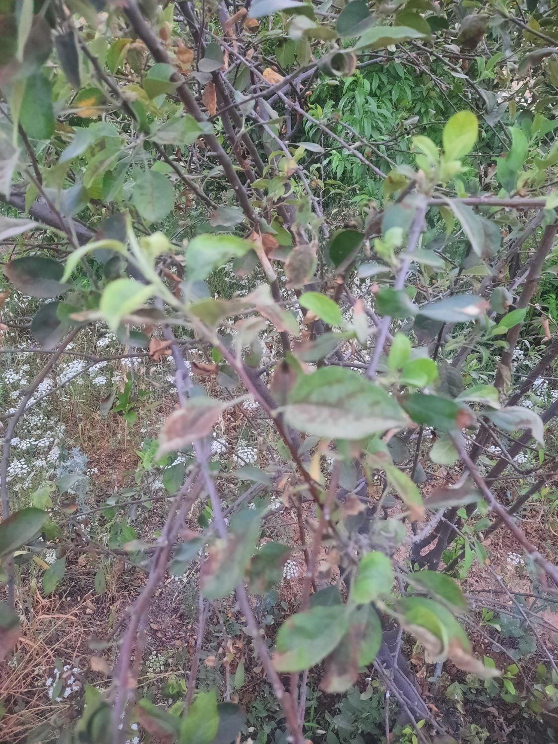 کلینیک گیاه پزشکی دکتر کرم کیانی|خدمات باغبانی و درختکاری|ایذه, |دیوار