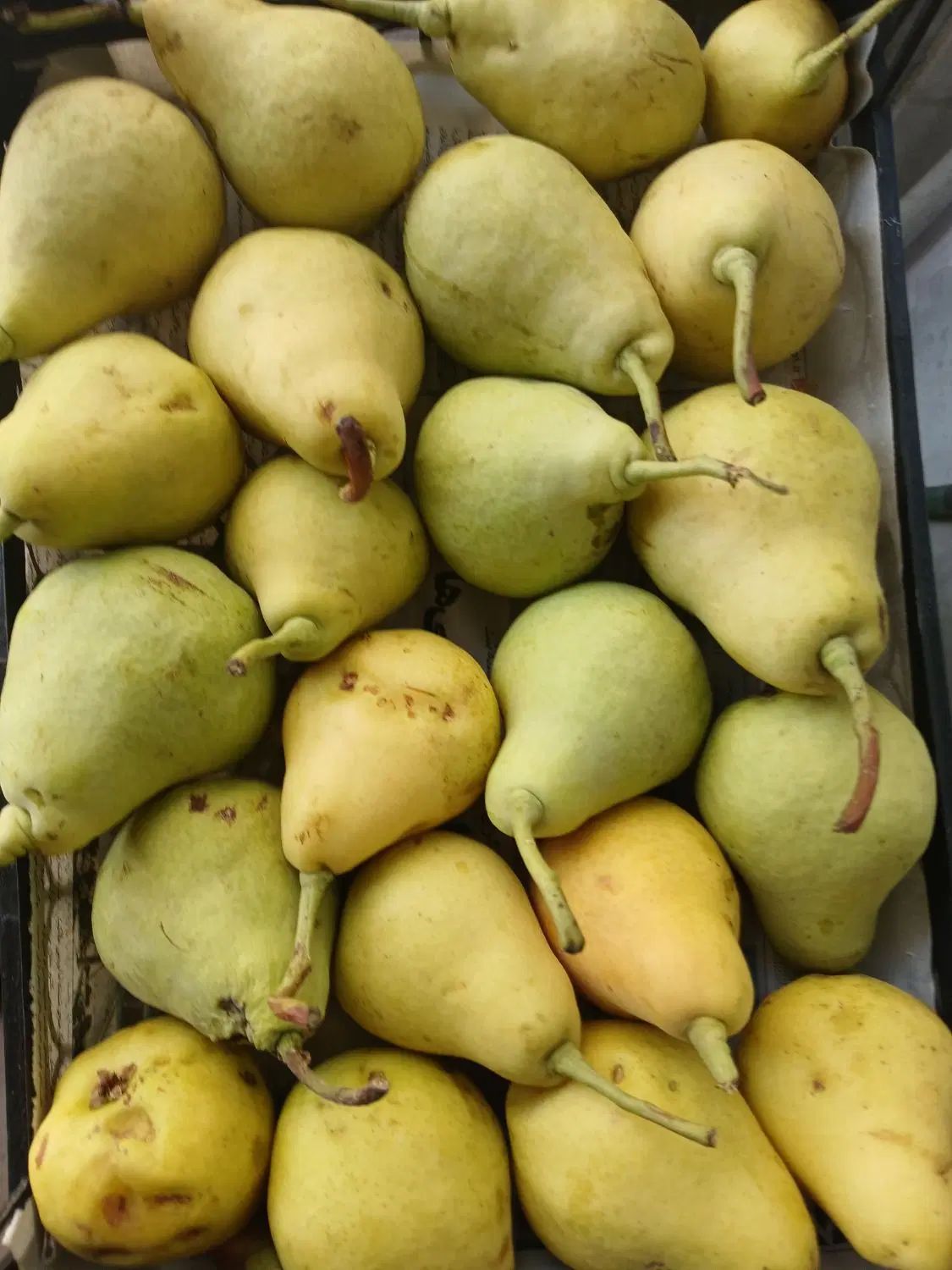 سیب انگور سرکه ای آلو سیاه لواشکی میوه فروشی|خوردنی و آشامیدنی|اصفهان, کوجان|دیوار