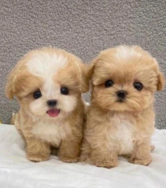 بهترین نژادپاپیون فنجونی آپارتمانی|سگ|اصفهان, خانه اصفهان|دیوار