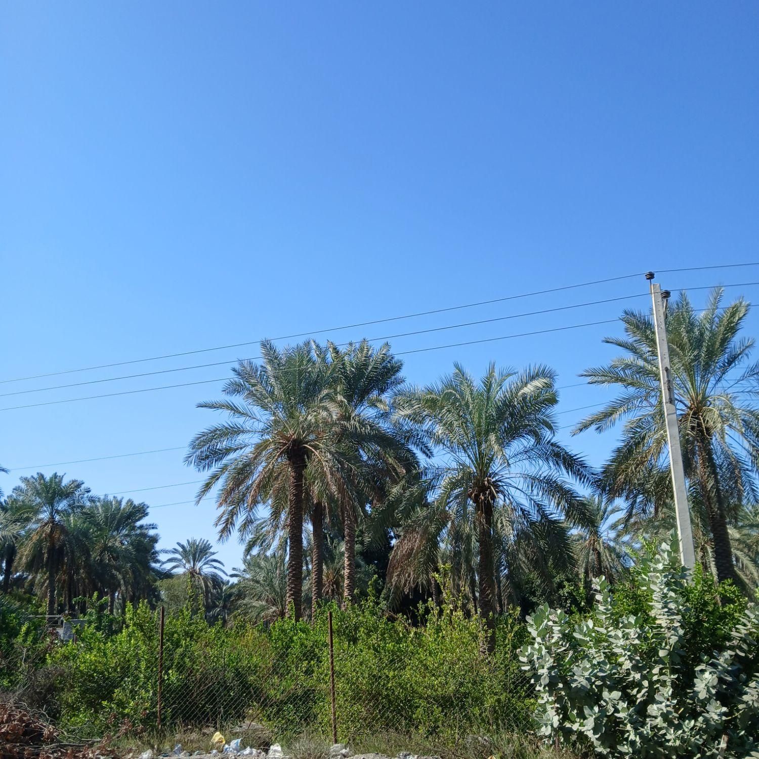 قطع را یگان نخل مزاحم و مرکبات در رو دان|خدمات باغبانی و درختکاری|میناب, |دیوار