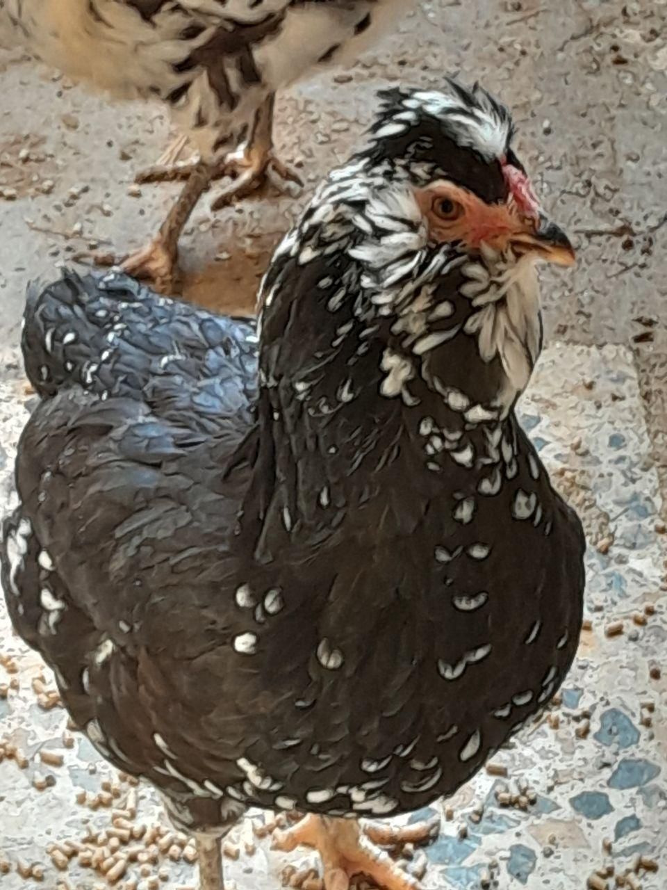 گلین تخم نطفه دار جوجه|حیوانات مزرعه|شیراز, پودنک|دیوار