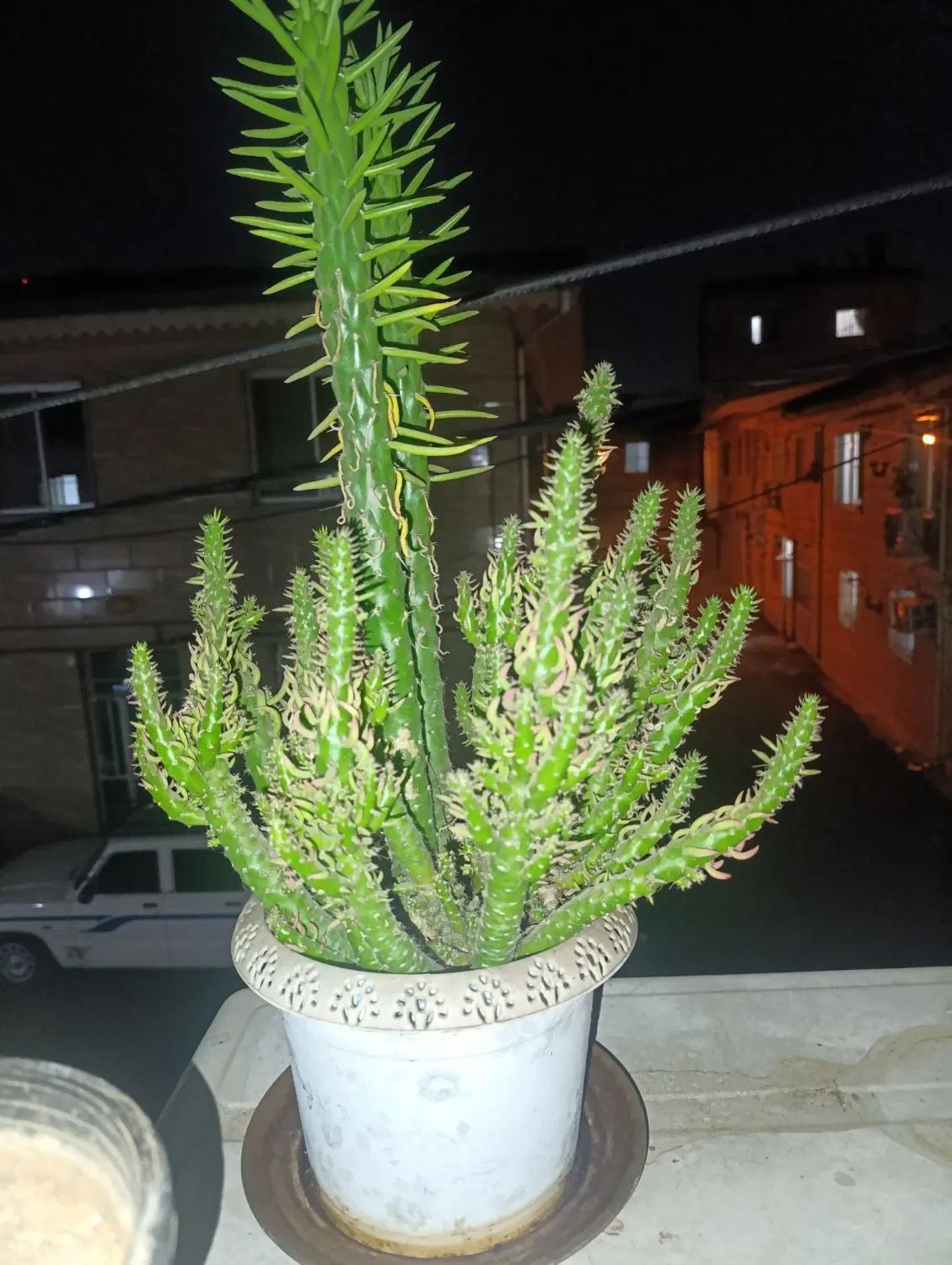 گل طبیعی|گل و گیاه طبیعی|رشت, حمیدیان|دیوار