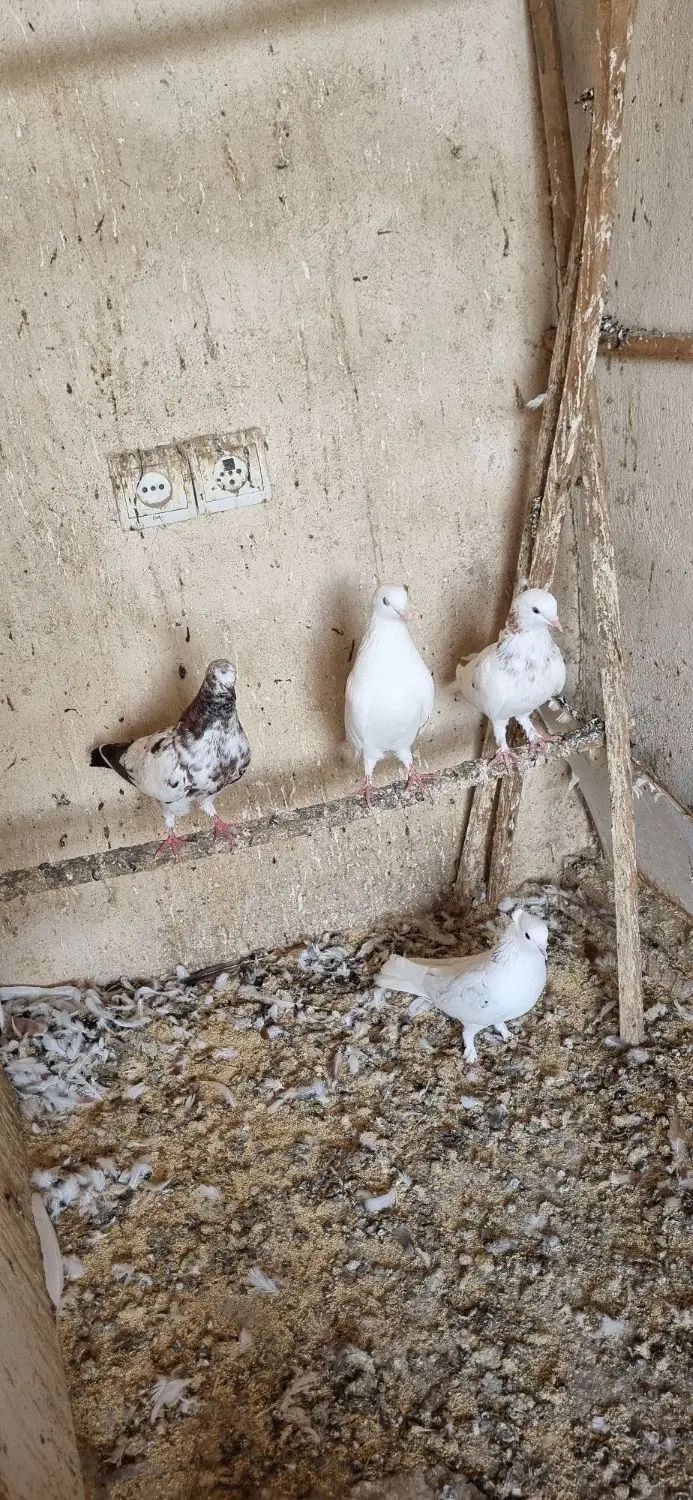 کبوتر نر و ماده|پرنده|رشت, خرسندی|دیوار
