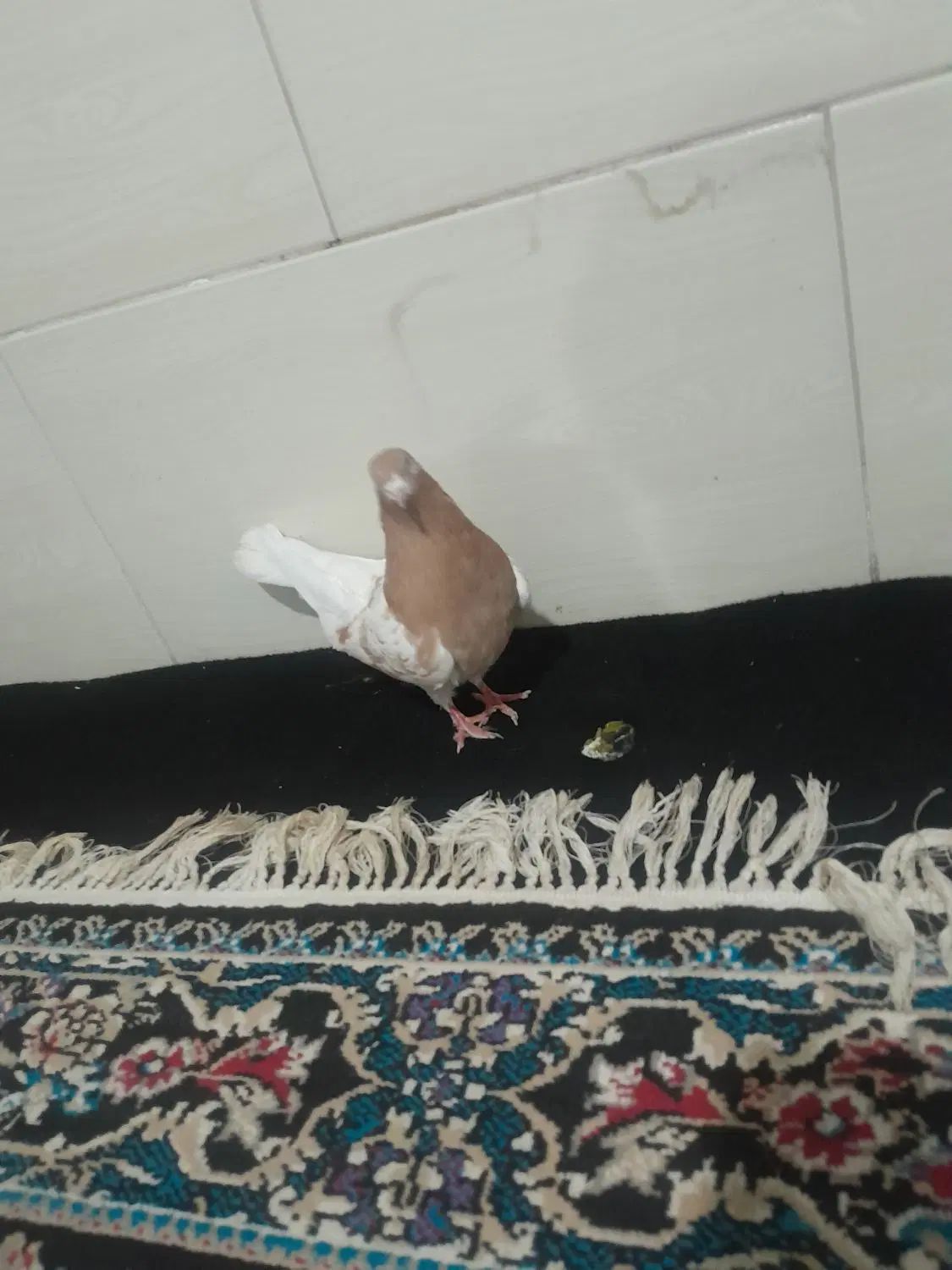 نرو ماده کله زرد|پرنده|کرج, حسین آباد (اکبر آباد)|دیوار