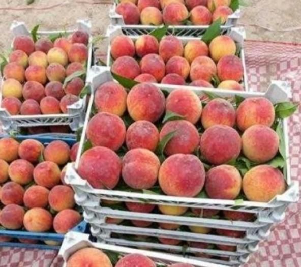 هلو آبدار درجه یک|خوردنی و آشامیدنی|جم, |دیوار