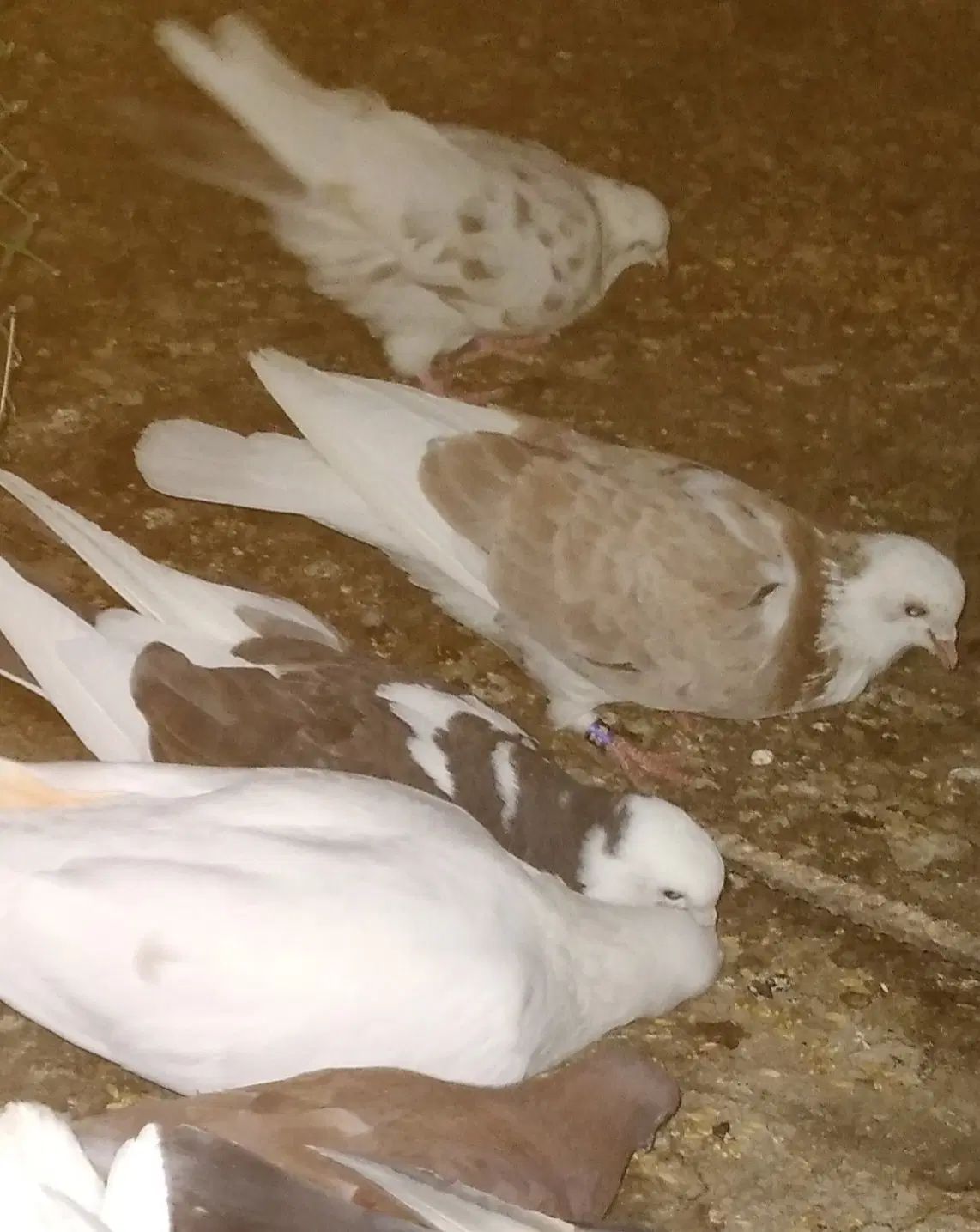خریدار کفتر کبوتر باخت رفته خواهشن متن کامل بخوان|حیوانات|نظرآباد, شهرک سید جمال الدین|دیوار