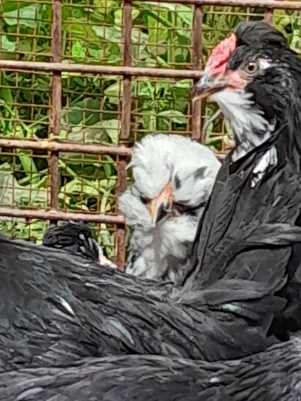 گلین تخم نطفه دار جوجه|حیوانات مزرعه|شیراز, پودنک|دیوار