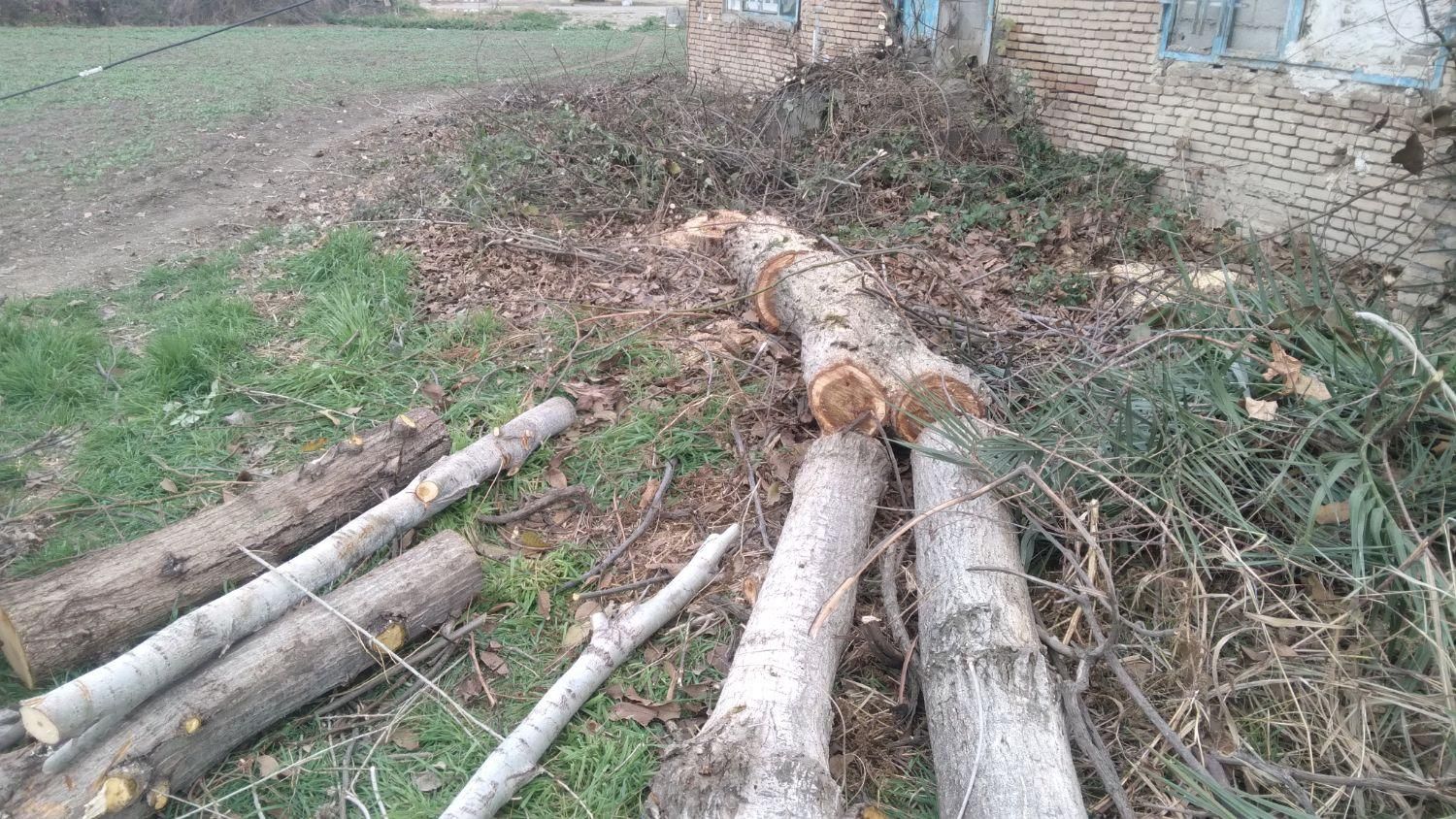 فروش خرید چوب|خدمات باغبانی و درختکاری|گرگان, |دیوار