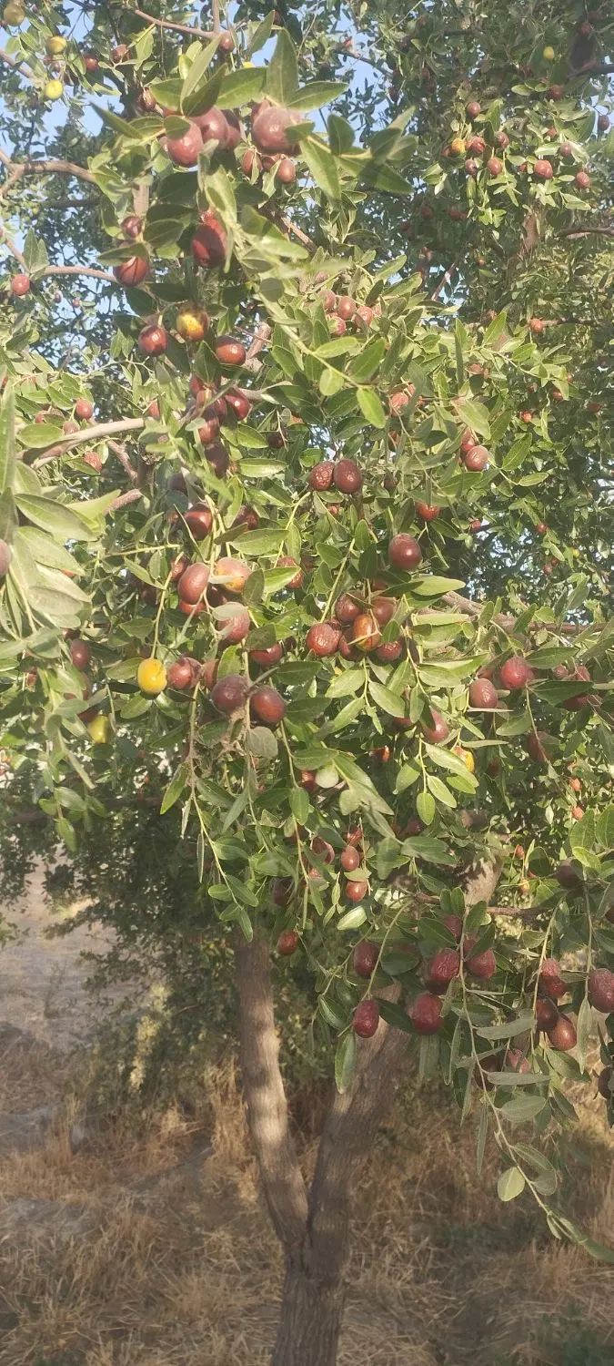 عناب|خوردنی و آشامیدنی|مشهد, طرق|دیوار