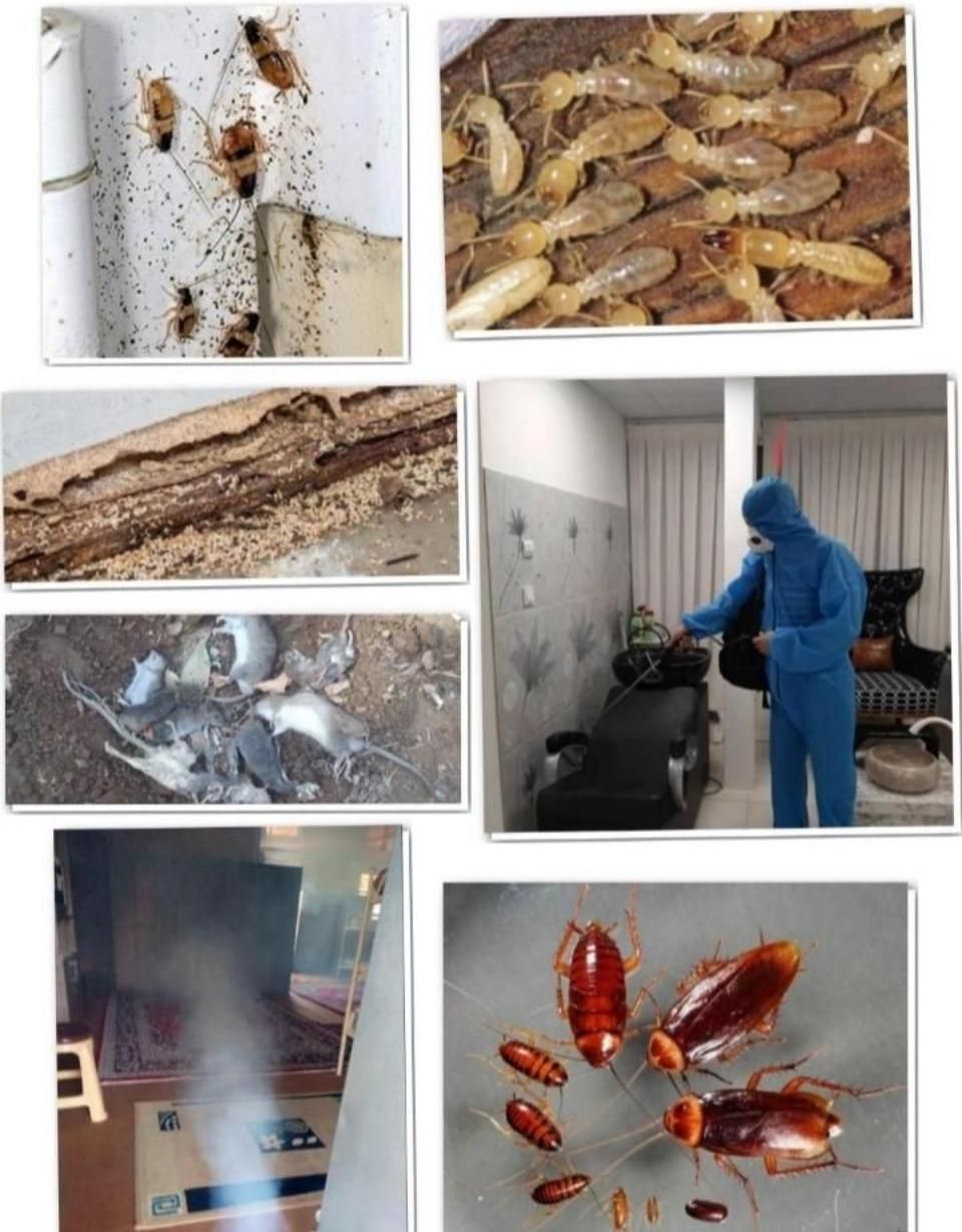 سم پاشی و ضد عفونی منازل مسکونی|خدمات نظافت|آبادان, |دیوار