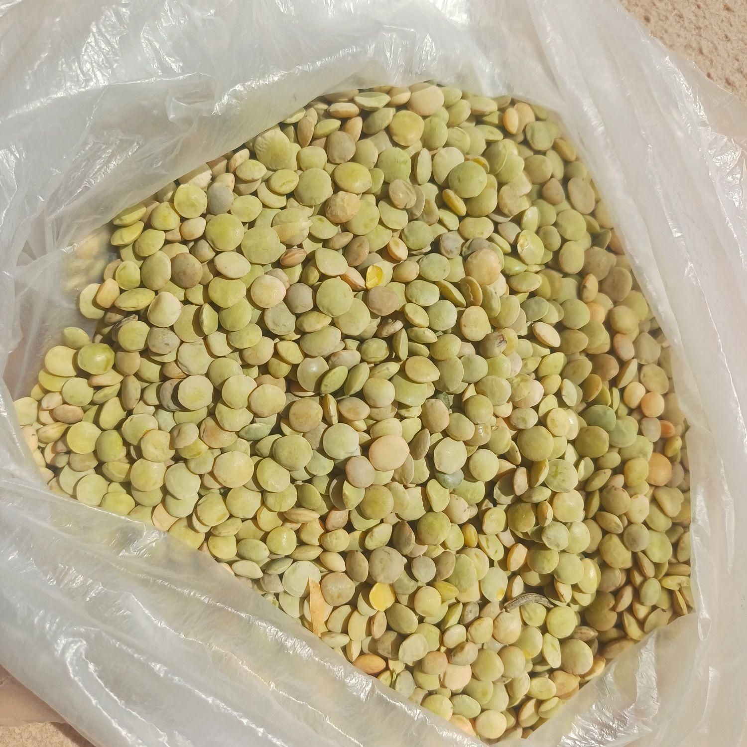 لبنیات محلی گوسفندی و گاوی|خوردنی و آشامیدنی|بجنورد, |دیوار