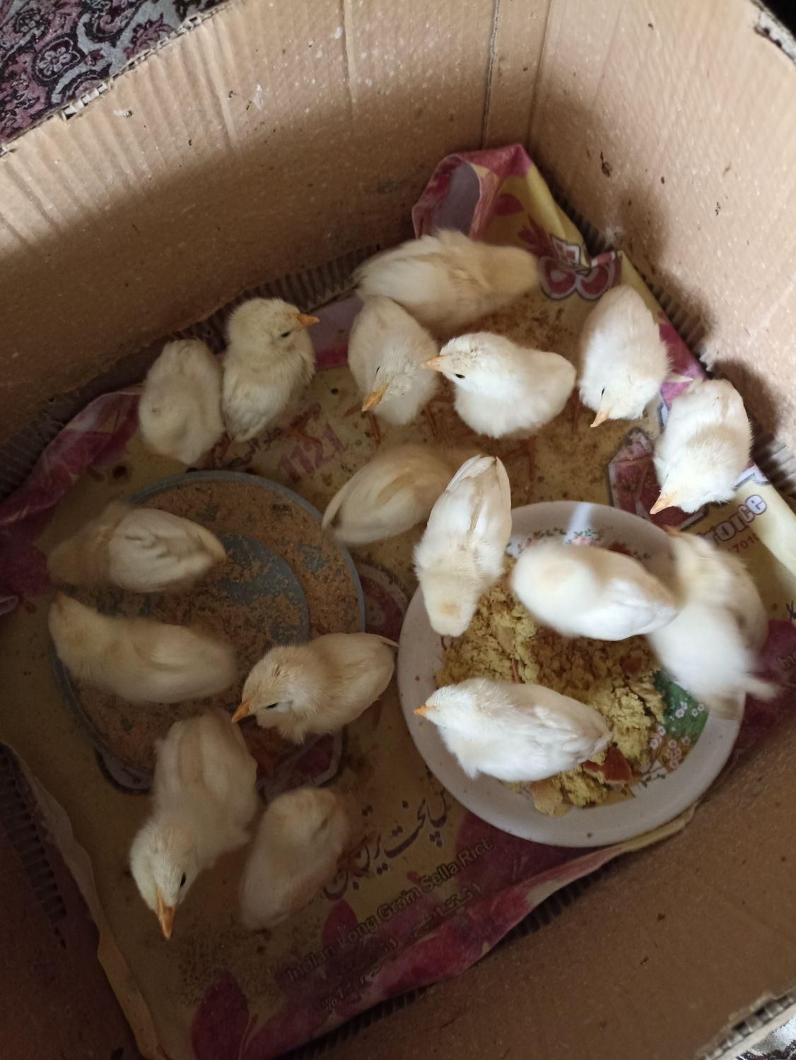 جوجه گوشتی|حیوانات مزرعه|گرمی, |دیوار