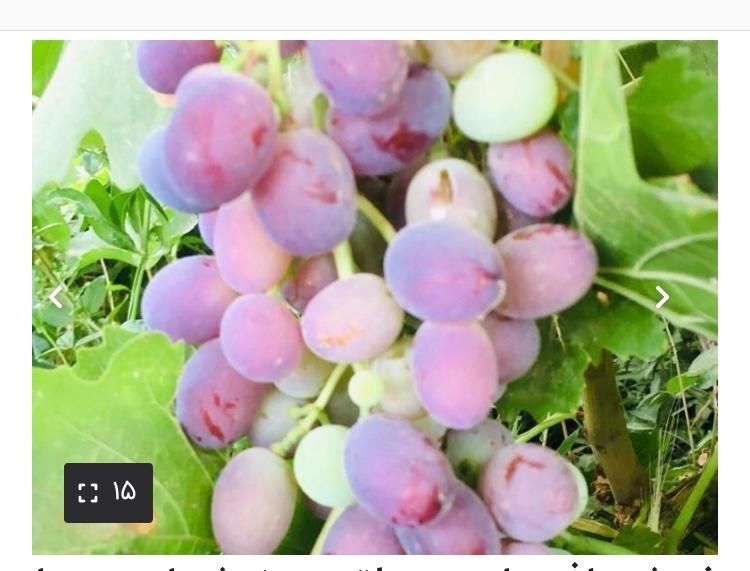 فروش میوه از باغ مستقیم به مصرف کننده تهران و فشم|خوردنی و آشامیدنی|تهران, اختیاریه|دیوار