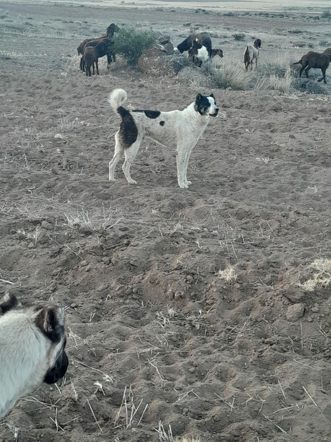 سگ گله|سگ|اردبیل, |دیوار