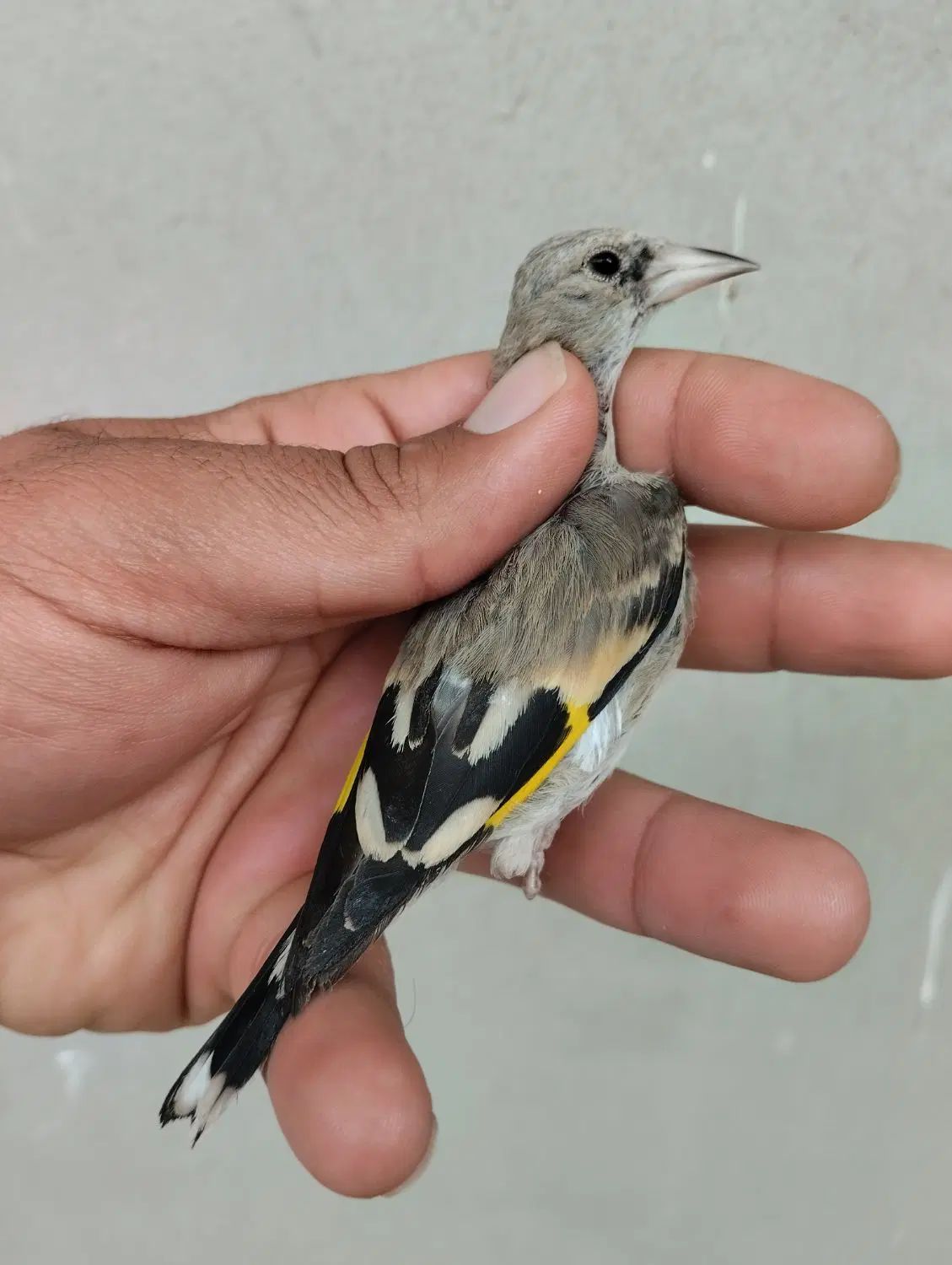 جوجه سهره نر دورگ سیبیل زده قیص کرمونی ۸۵۰|پرنده|شیراز, رکن‌آباد|دیوار