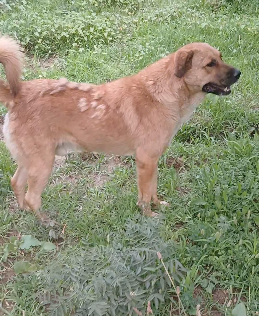 سگ نر گله ای|سگ|سمیرم, |دیوار