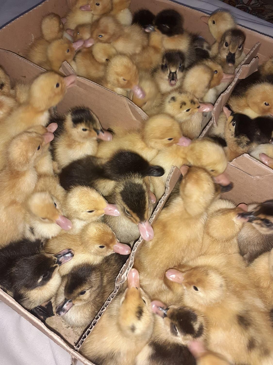 جوجه اردک یک روزه پکنی( ورامینی) اصلاح نژاد شده|حیوانات مزرعه|ساری, |دیوار