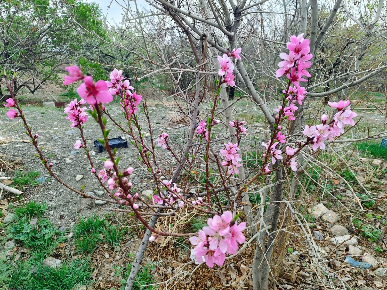 باغ واقع در روستای تیره|فروش خانه و ویلا|قم, شهید رجایی|دیوار