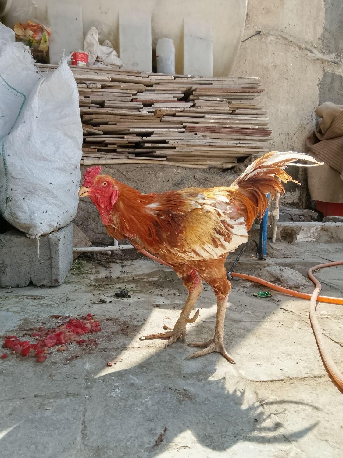 مرغ و خروس و جوجه|حیوانات مزرعه|زاهدان, |دیوار