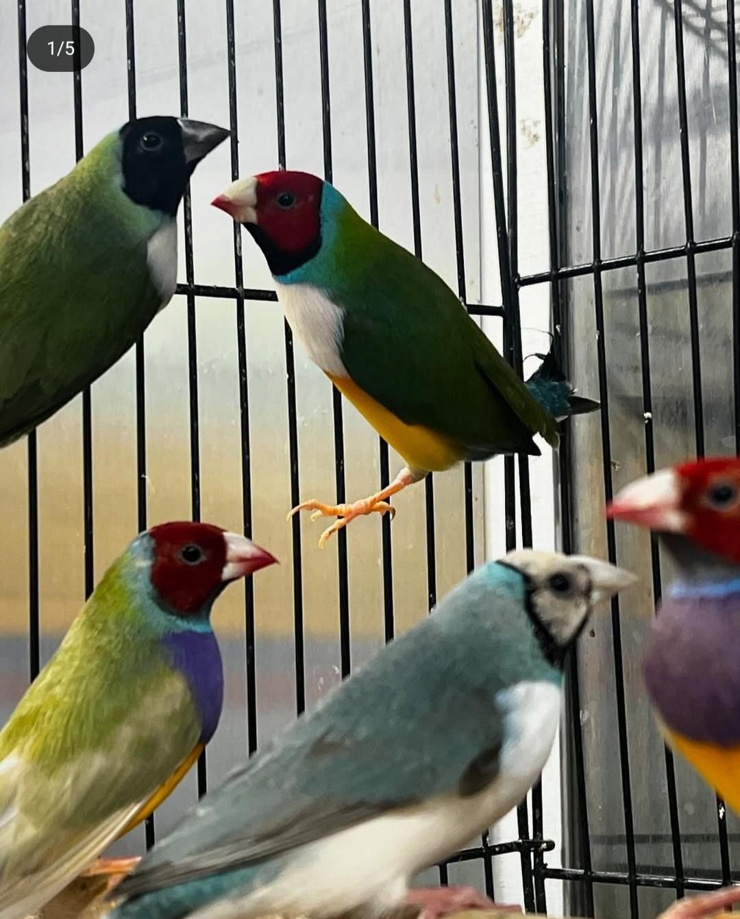 فنچ گلدین|پرنده|رشت, گلسار|دیوار