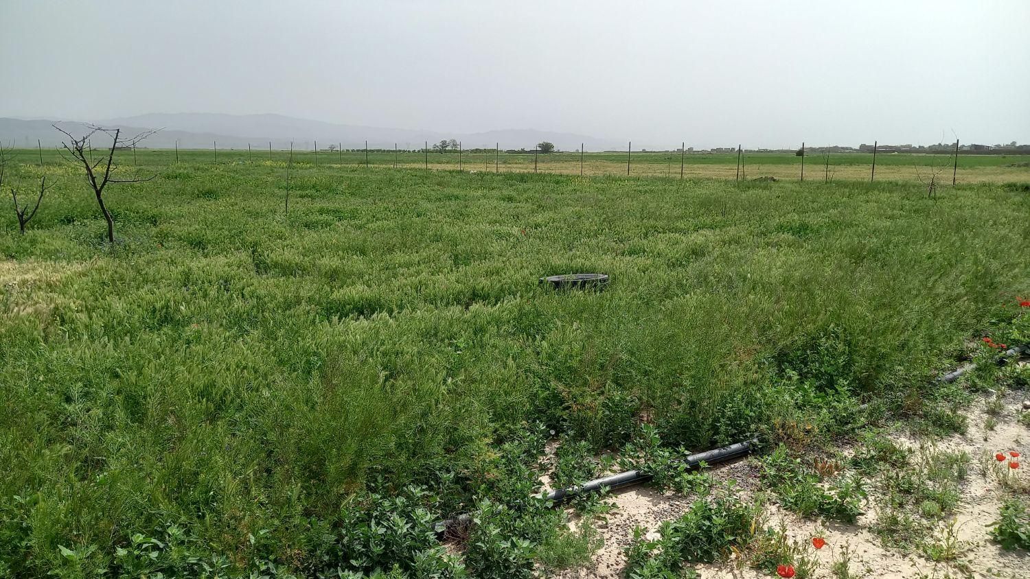 زمین کشاورزی گلخانه زعفران و....|فروش زمین و ملک کلنگی|مشهد, امام رضا (ع)|دیوار