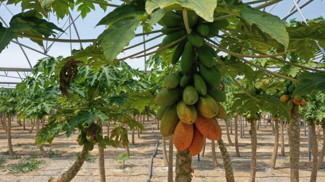 فروش گلخانه میوه های استوایی در خراسان شمالی|فروش دفتر صنعتی، کشاورزی، تجاری|آشخانه, |دیوار